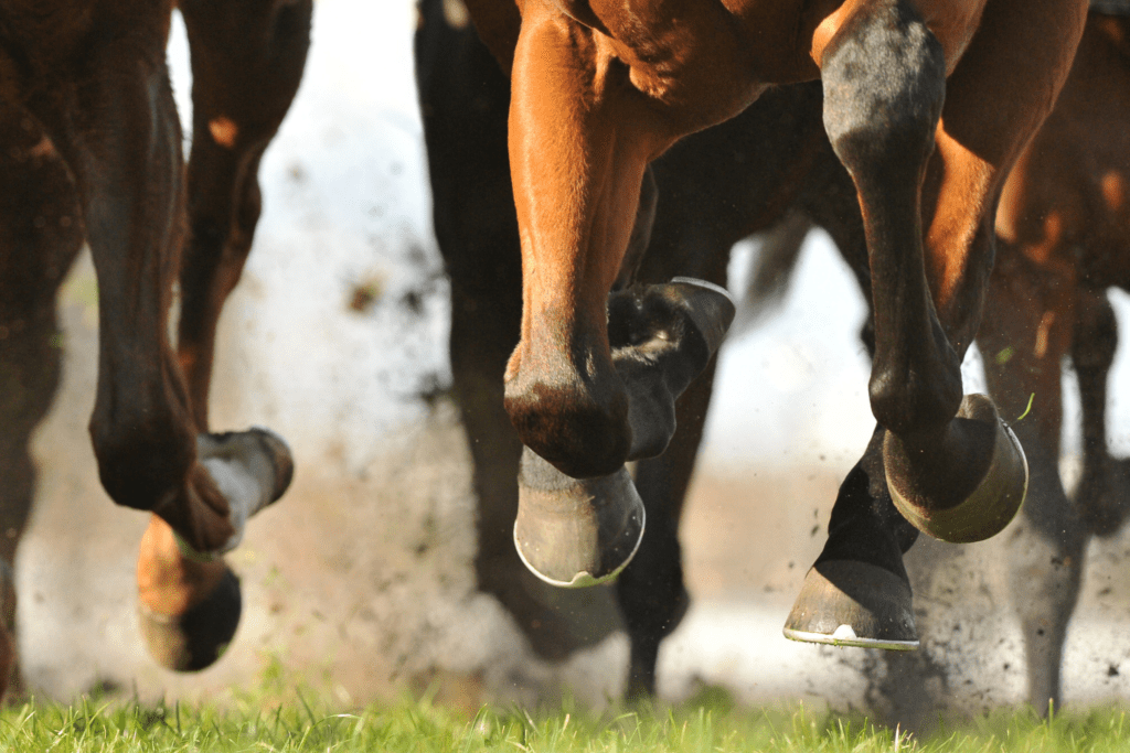 a close-up of horses hooves running