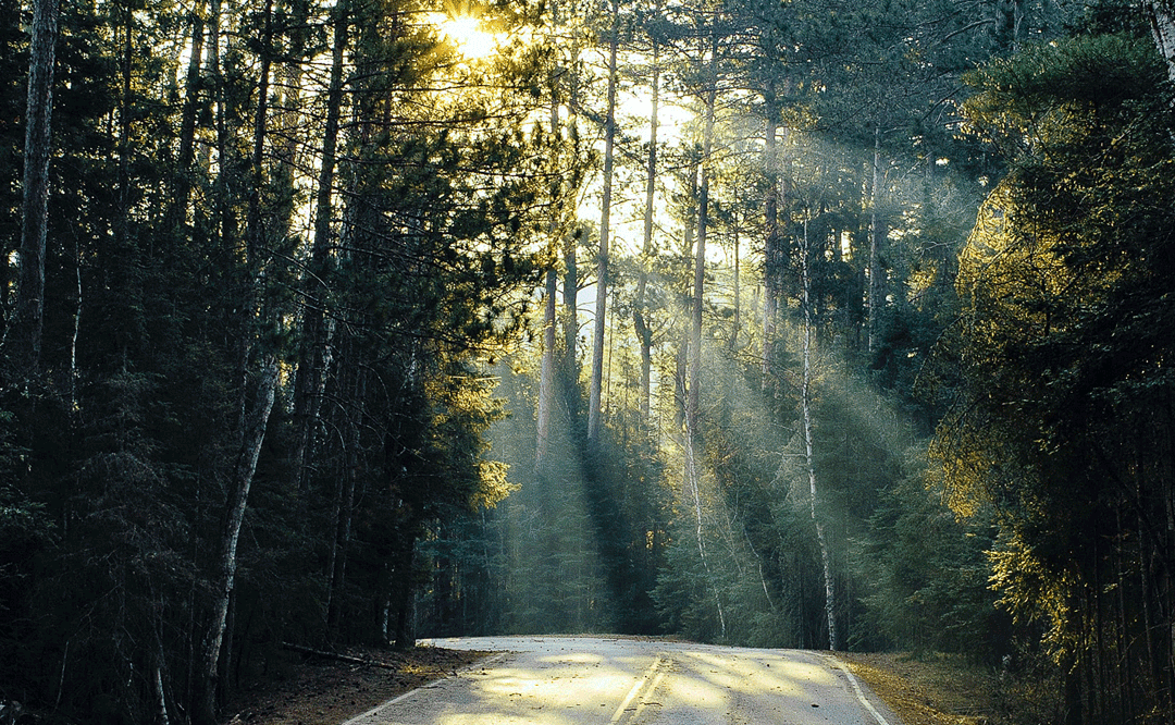 a winding road through a sun-soaked forest